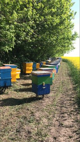ПРОДАМ ПАСЕКУ ~25 пчелосемей...