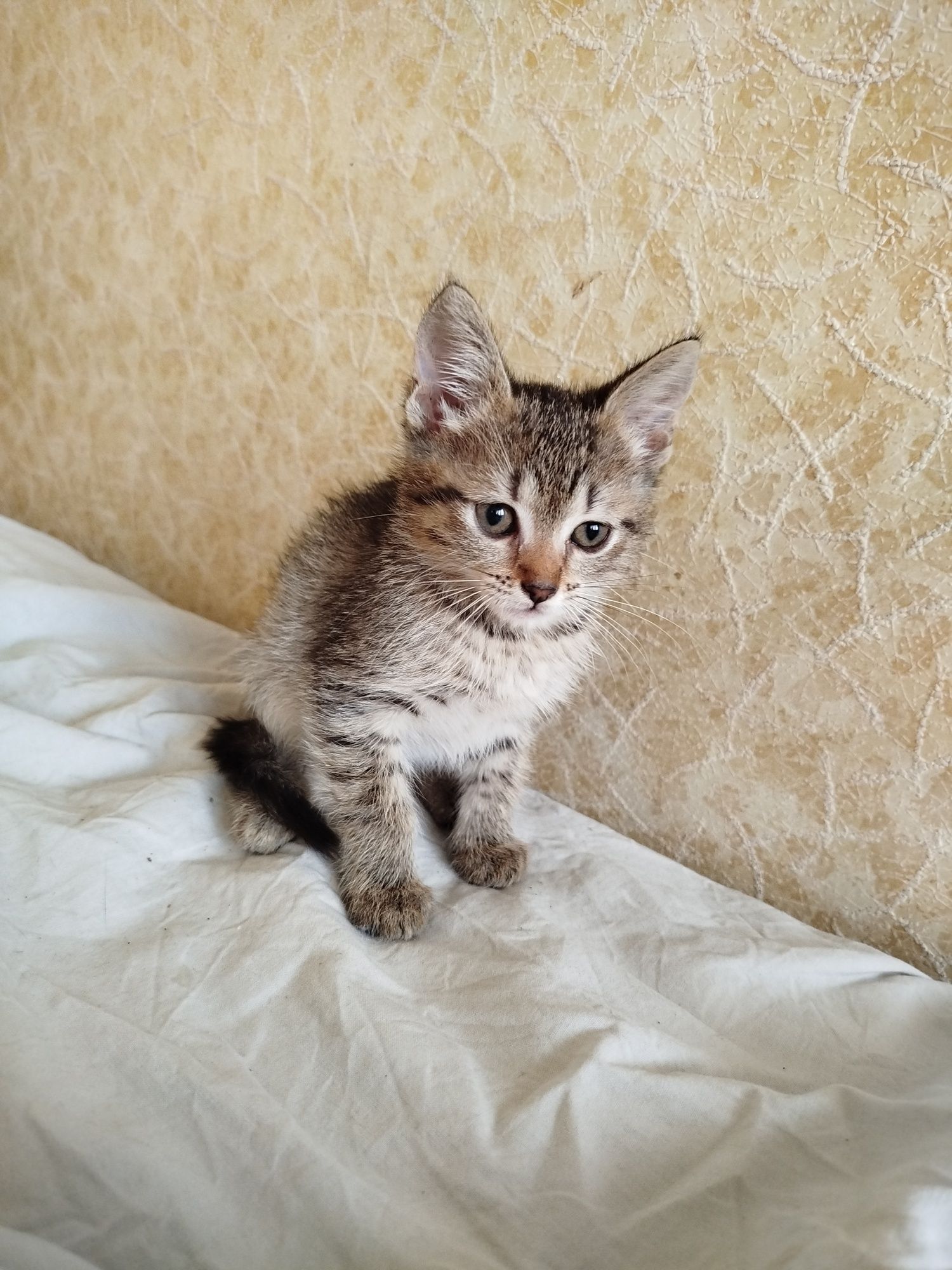 Отдаю БЕСПЛАТНО котенка девочку в добрые руки