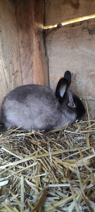 Królik z grzywą, samiec wiek 4 m-ce