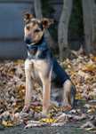 097148 Nestor do adopcji