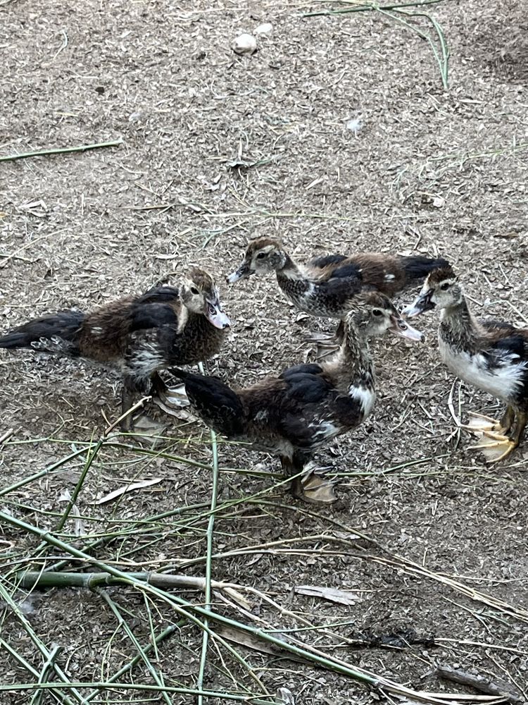 Patos mudos novos
