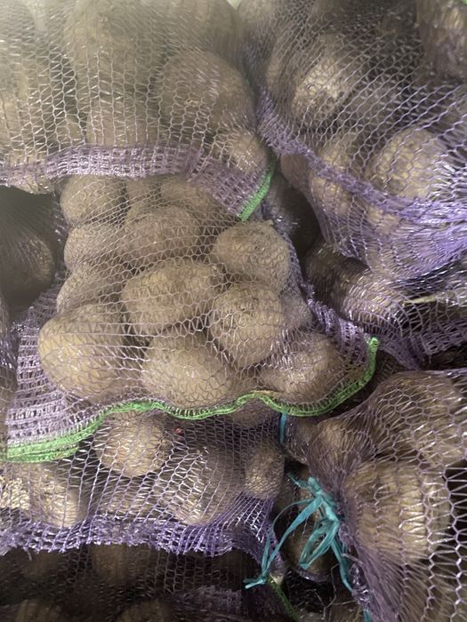 Столовий буряк продам