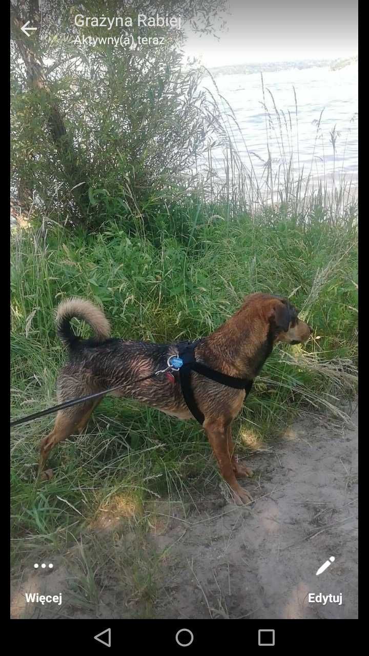 BRĄZOWY KUNDELEK w niebieskiej obroży poszukiwany okolice Gliwic