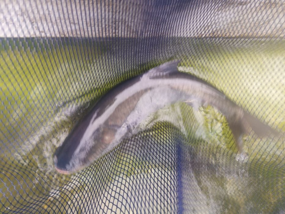 Tołpyga ryba konsumpcyjna 15 zł /kg