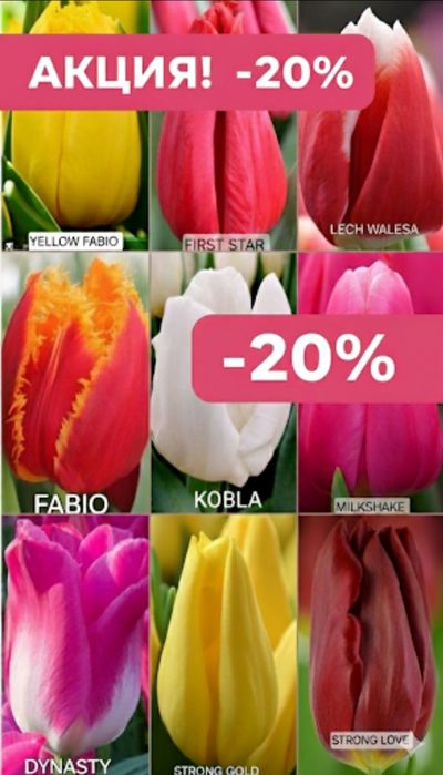 Цибулини тюльпанів / АКЦІЯ -20 % /тюльпани