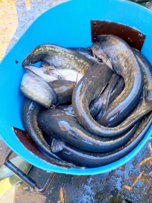 Karp na łowiska i nie tylko