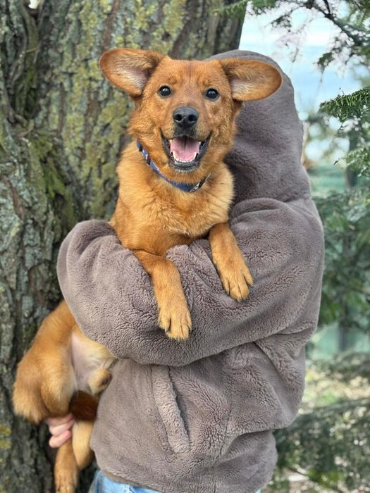 Miki, 3letni psiak, który przypomina myszkę z bajki Disneya