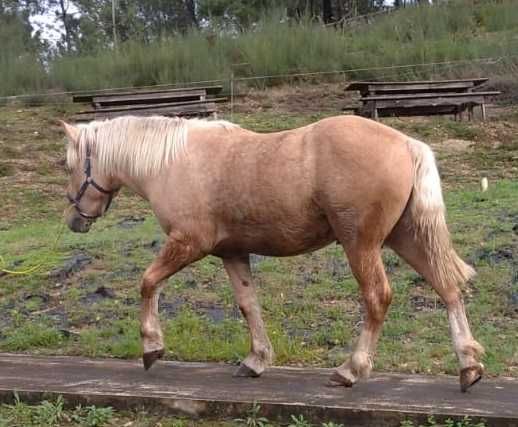 Hispano Breton Palomino