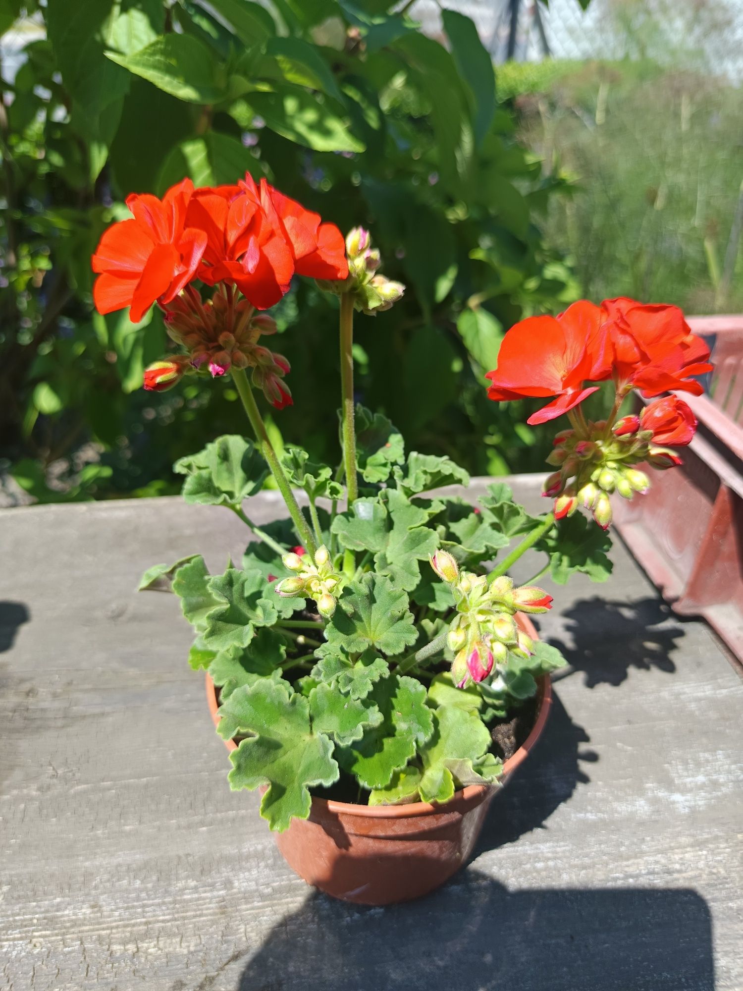 Pelargonia na balkon i do ogrodu
