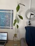 Abacateiro planta