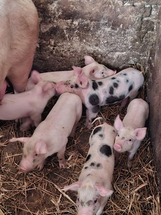 Prosiaki bardzo ładne i zdrowe