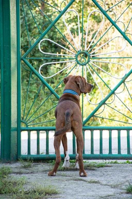 BRAUNI - piekny, młody  do adopcji