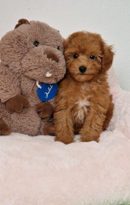 Pudel toy,  piesek,  red