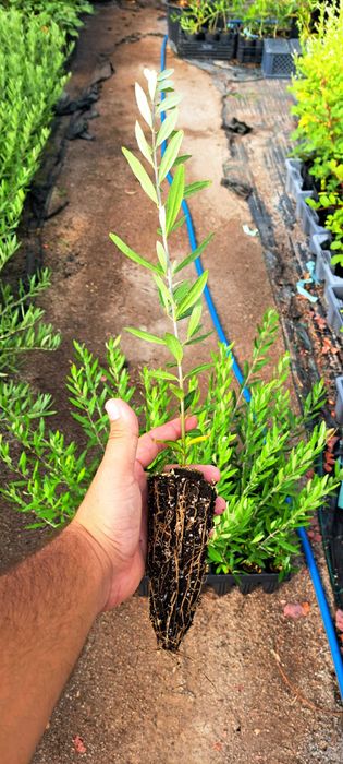 Oliveiras ‘Galega’