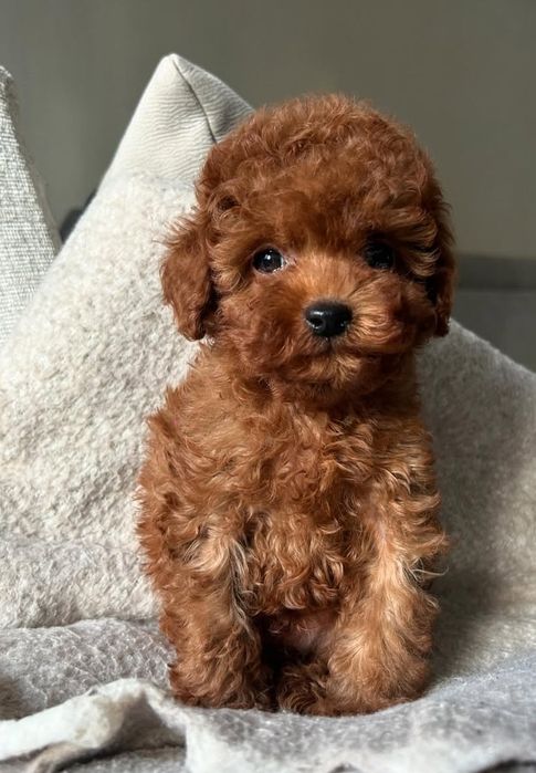 Той пудель хлопчик