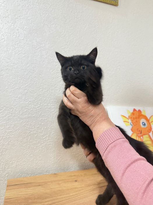 Котик британець короткошерстий