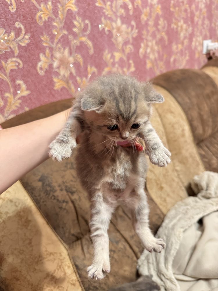 Котята шотландской вислоухой кошки