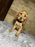 Cocker Spaniel angielski sunia z rodowodem