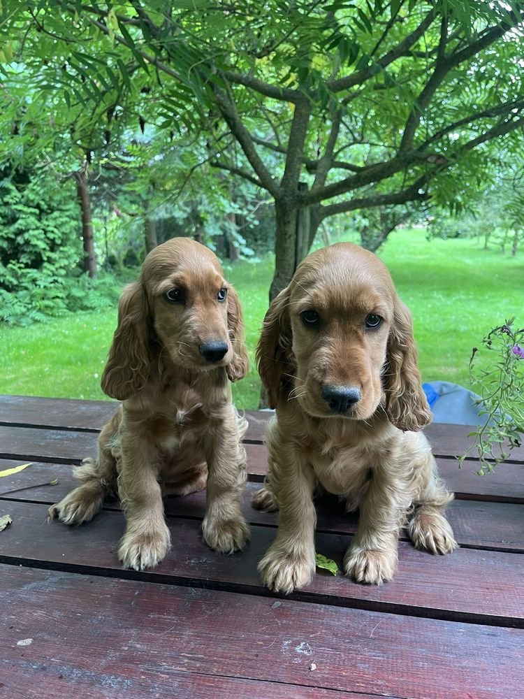 Szczeniak cocker spaniel