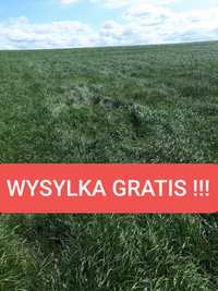 Mieszanka traw kośno pastwiskowa kurier Koniczyna czerwona lucerna