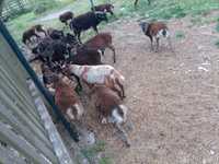 owce kamerunskie, baranek mlody