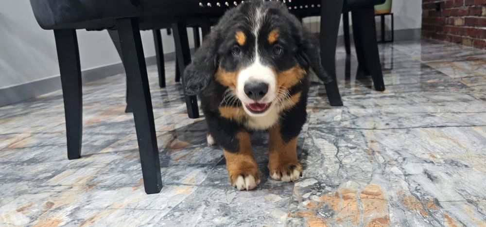 Berneński pies pasterski