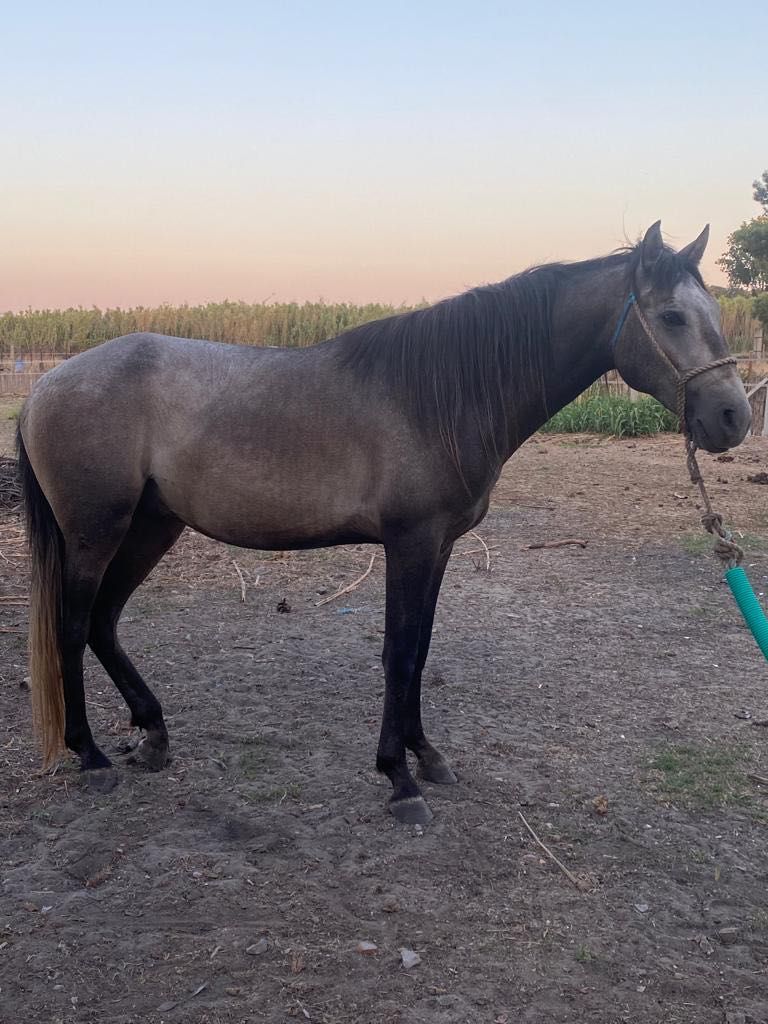 Cavalo cruzado lusitano com 3 anos