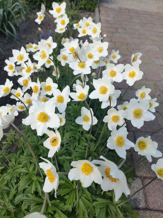 Анемона     біла