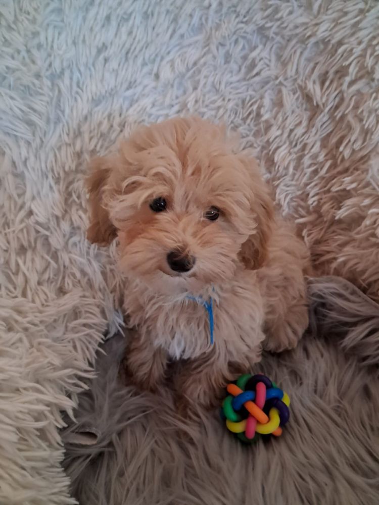 Maltipoo piesek mama maltańczyk tata pudel toy red