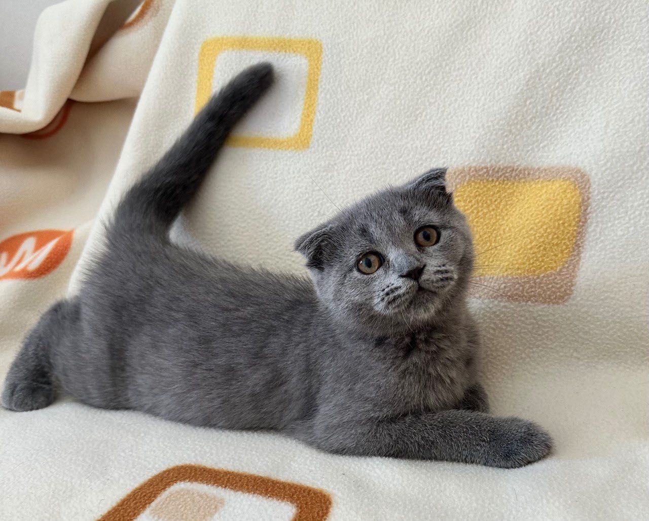 Scottish Fold macho