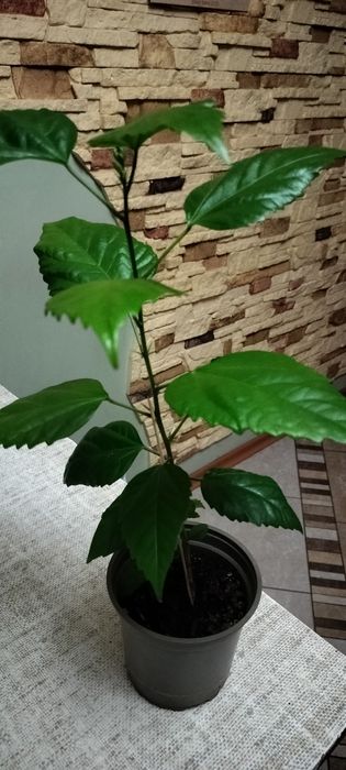 Hibiskusy doniczkowe