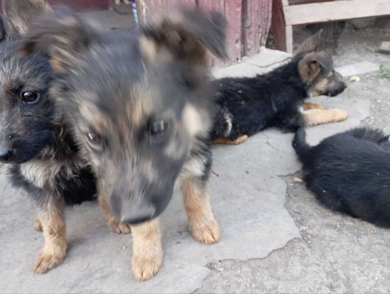 Цуценята німецької вівчарки