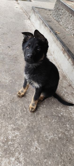 Цуценя Німецької Вівчарки