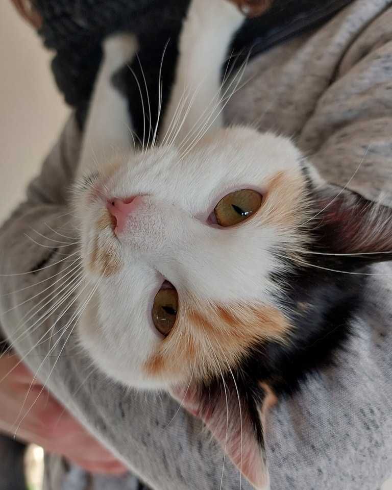 Śliczna i charakterna Trisia Monisia poleca się do adopcji!