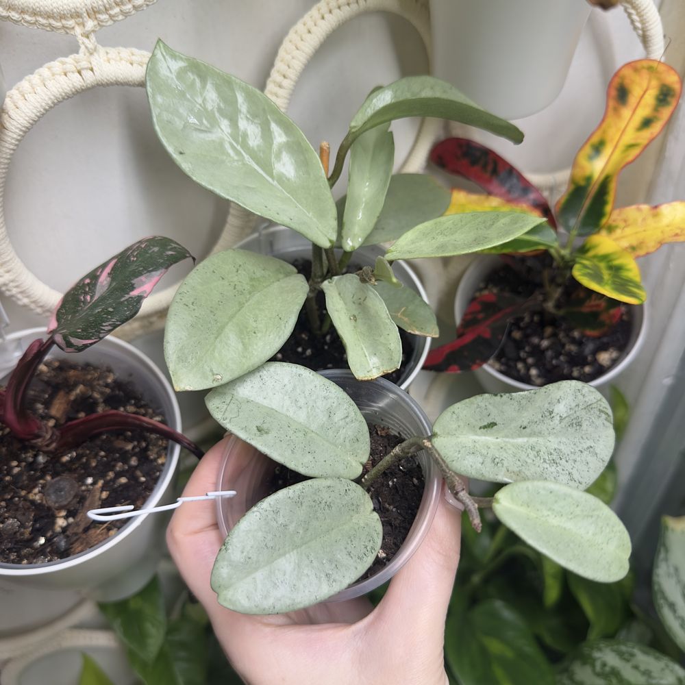 Хоя Hoya Nova Ghost, хойа нова гост