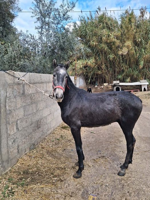 Poldro PSL pais pontuados