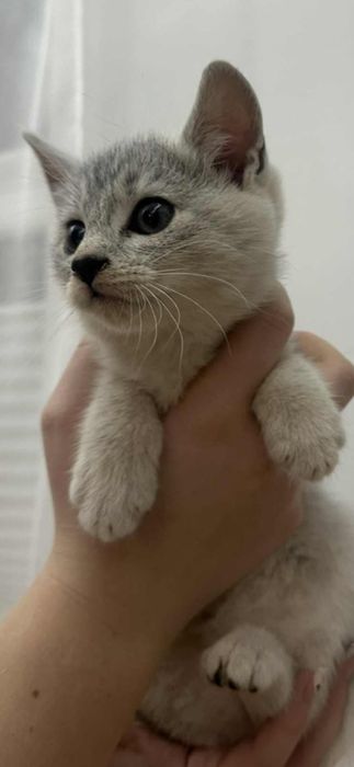 Oddam kotki w dobre ręce  ogłoszenie prywatne