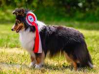 Owczarek szetlandzki, sheltie-zapowiedź miotu.