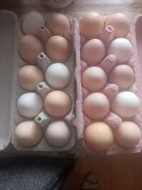 Swojskie jajka na sprzedaż