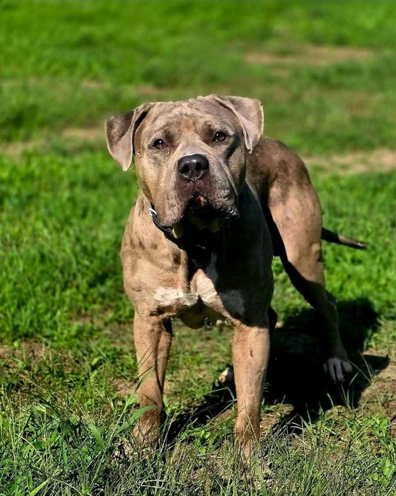 Lunek w typie american bully XL do adopcji!