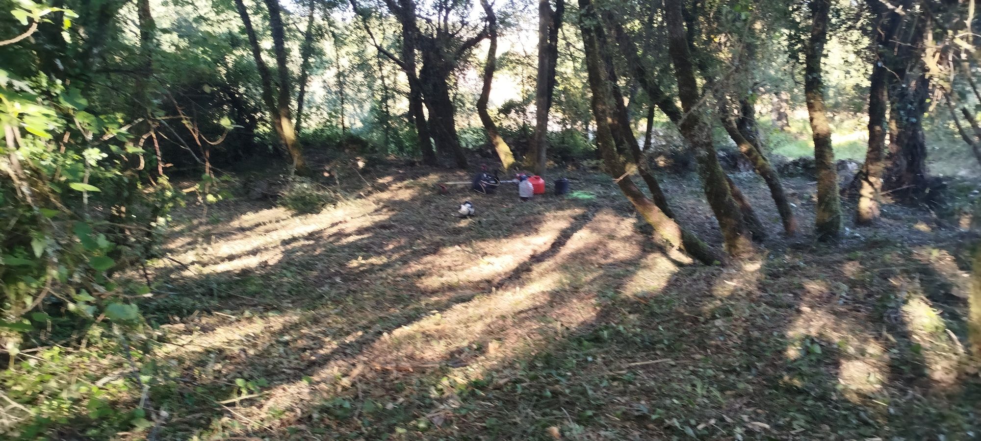 Limpeza de terrenos