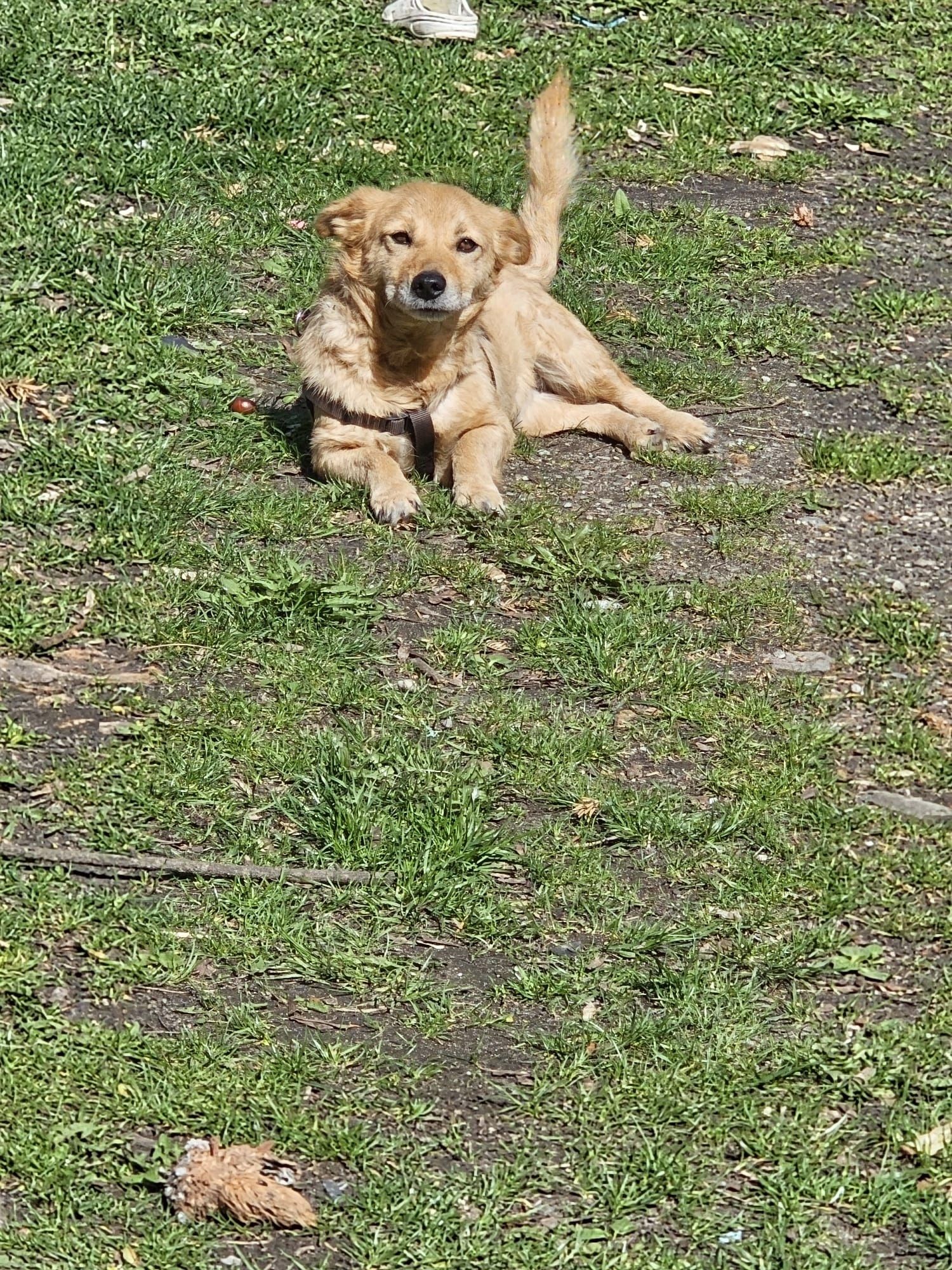 Starsza nieduża sunia do adopcji