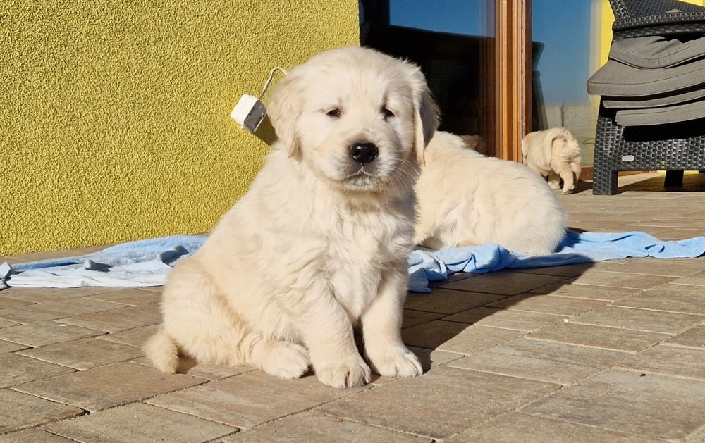 Golden Retriever