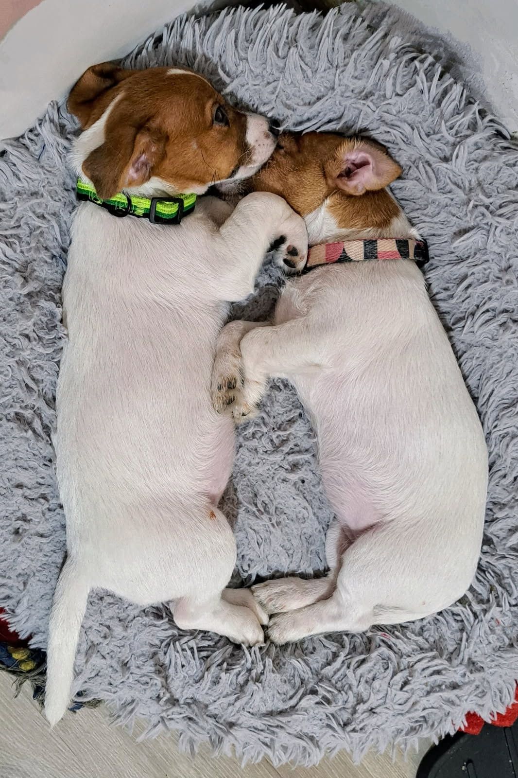 Jack Russell Terrier z rodowodem 12 tygodniowe