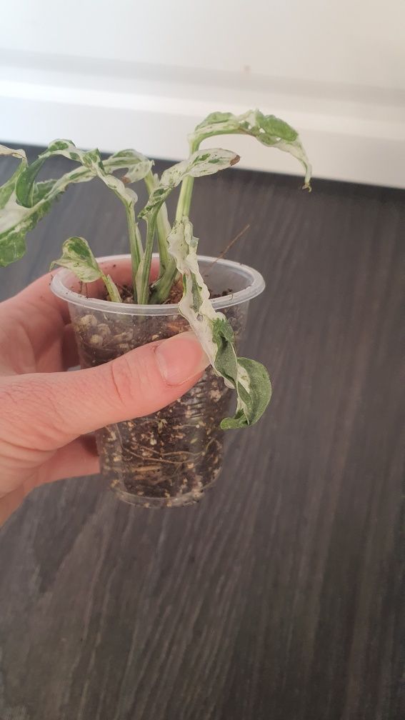 Monstera Frozen freckles variegata