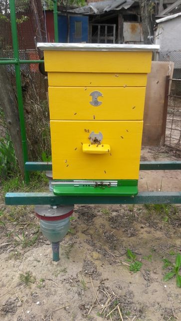 Продаются Улики пчелосемьи отводки