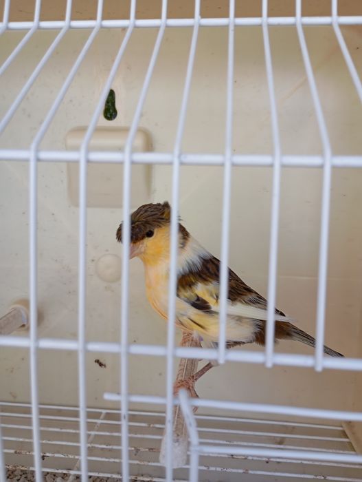 Gaiolas para aves e canários