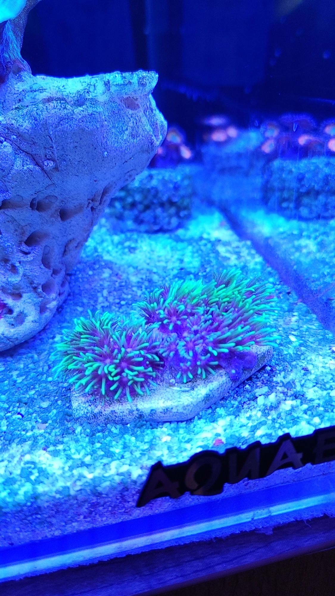 Briareum ultra fluo