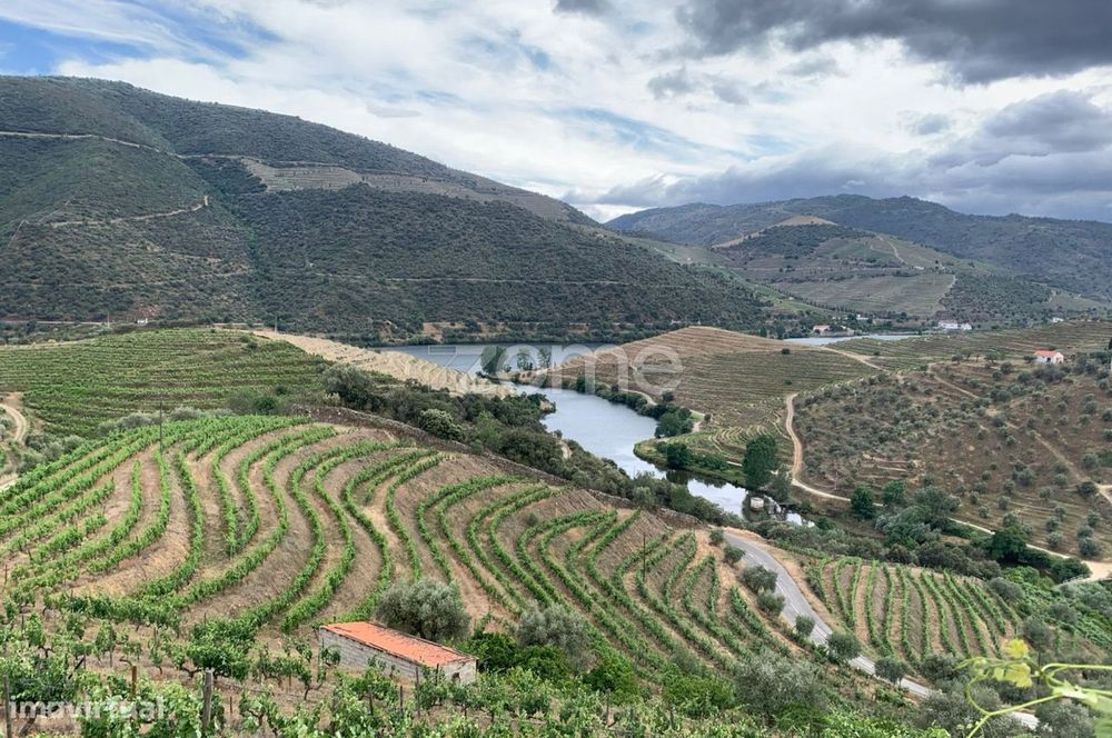 Terrenos com vinhas para produção de Vinho do Porto