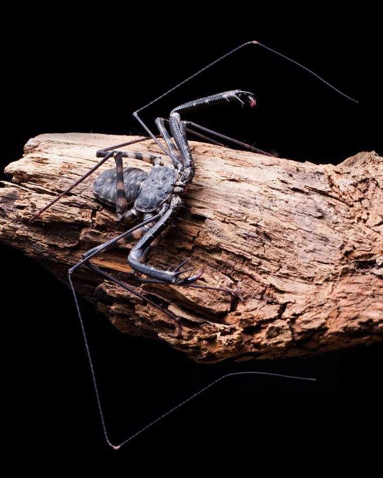 Фрин паук хлыст экзотическое животное из гарри поттера